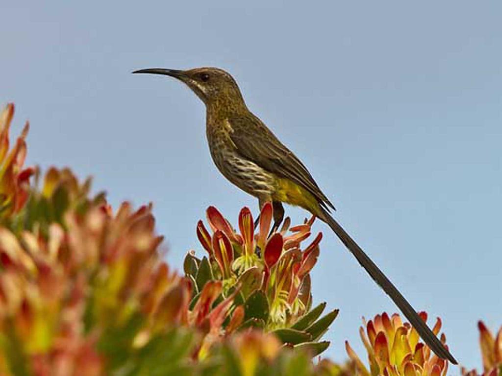 Апартаменти Avian Leisure Саймонс-Таун Екстер'єр фото